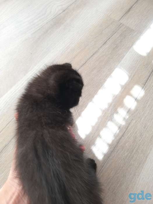 Шотландские вислоухие котята, фотография 2