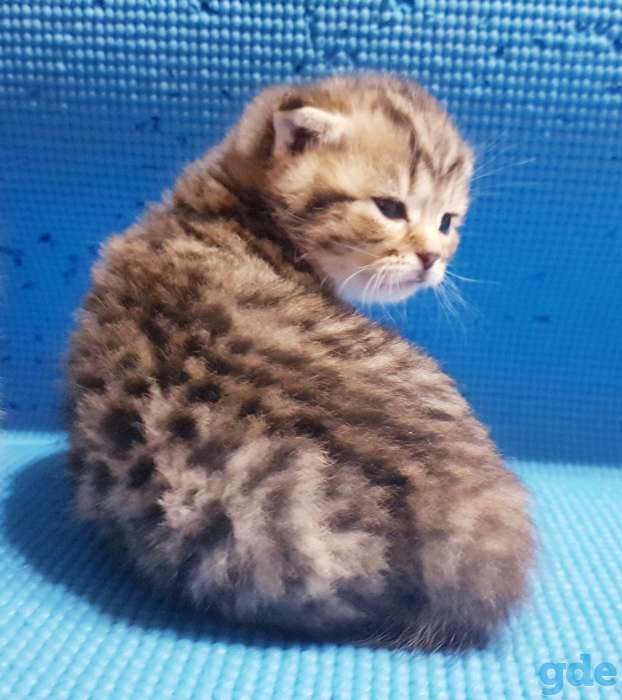 Шотландские вислоухие котята., фотография 7
