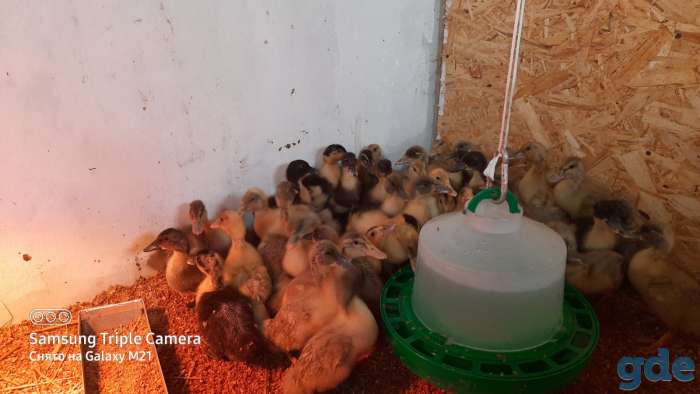 продам утят,гусят, фотография 1