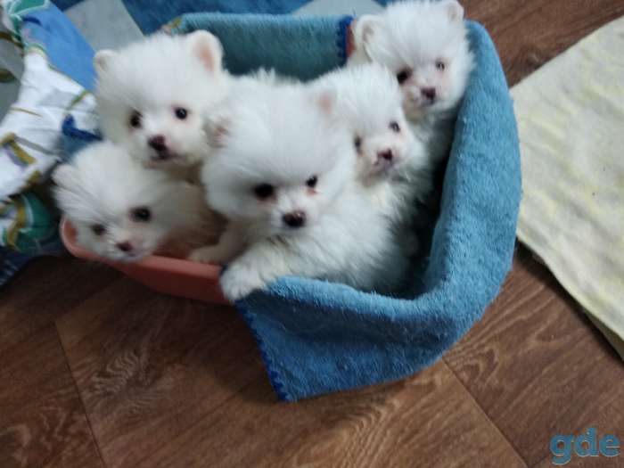 Продажа шпица, фотография 1