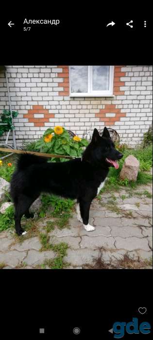 Щенки РЕЛ, фотография 1