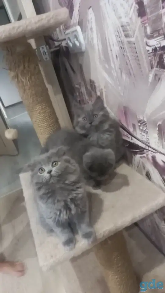 Шотландские котята, фотография 2