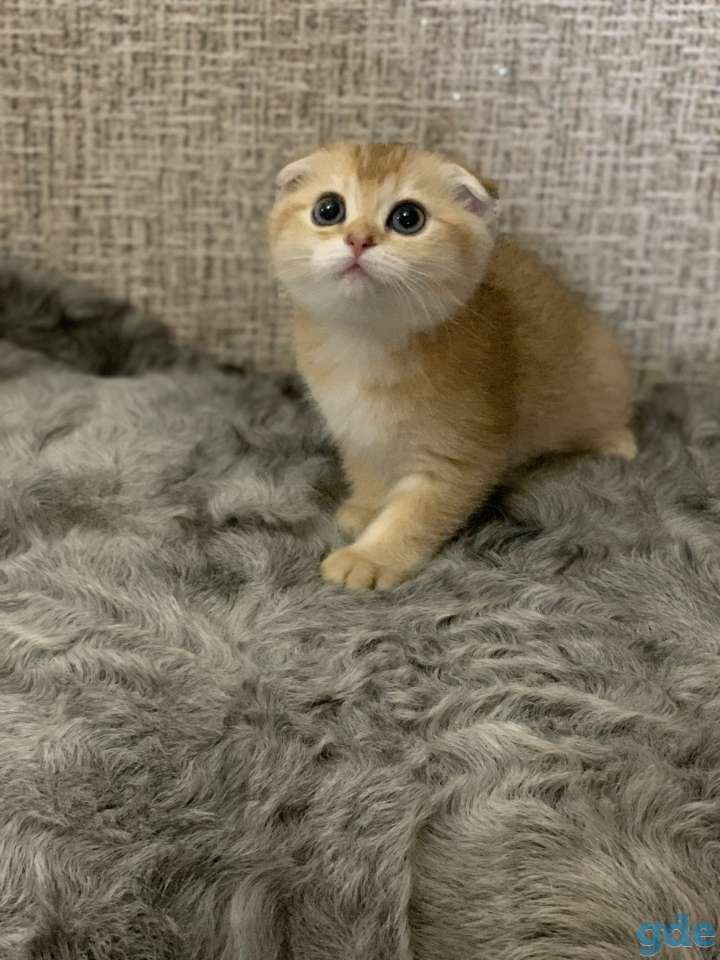 Шотландская кошечка, фотография 2