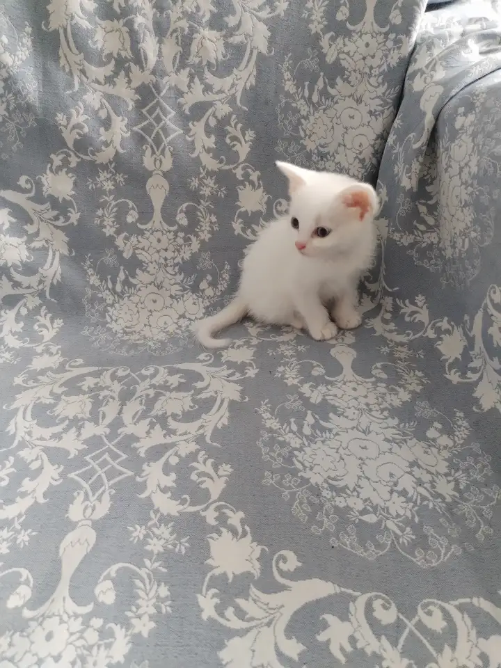 Красивые котята в дар, фотография 2