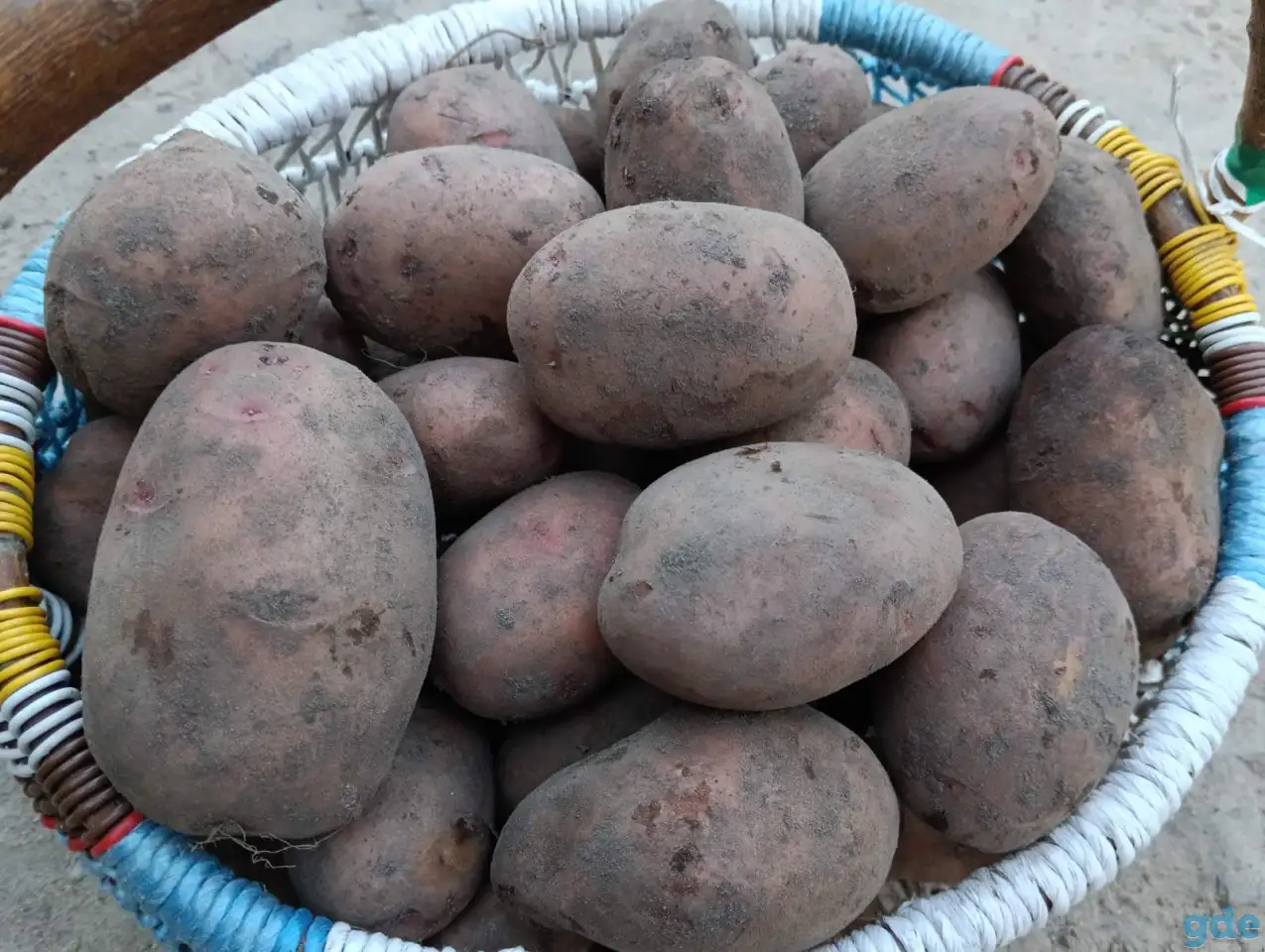 Продам большую картошку, фотография 1