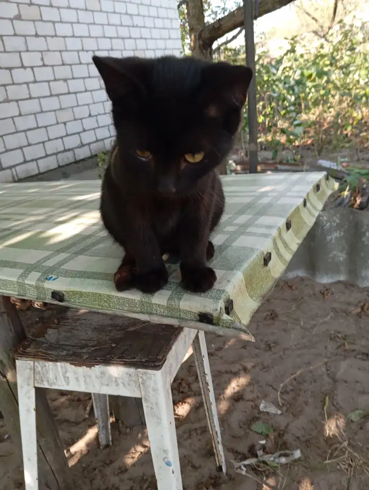 Котенок в дар, фотография 2