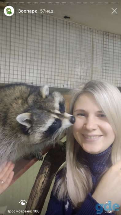 Продаётся енот девочка, фотография 2