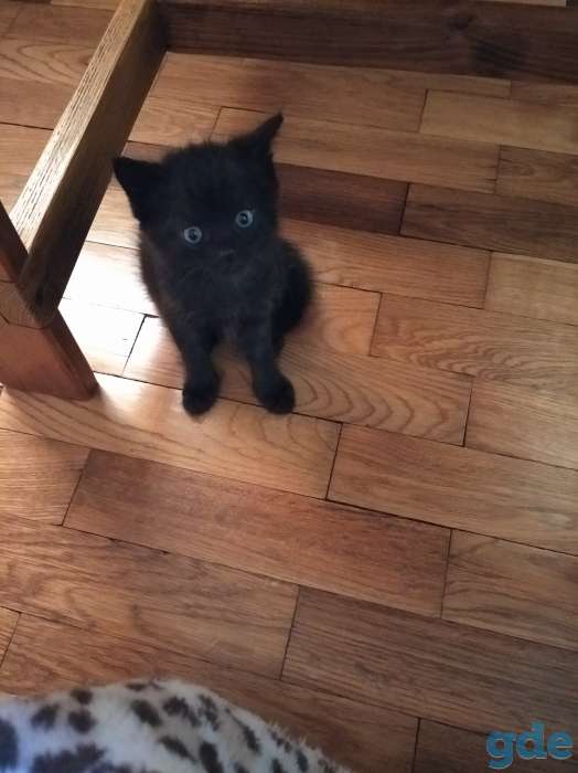 Милые котята, фотография 5