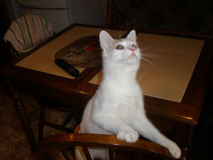 Добрый котяра в дар., фотография 5