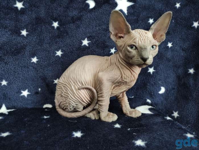 Котята канадский сфинкс, фотография 4