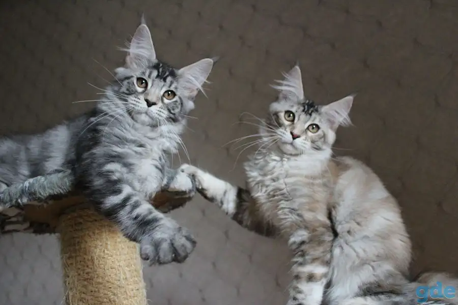 Котята мейн кун!, фотография 1