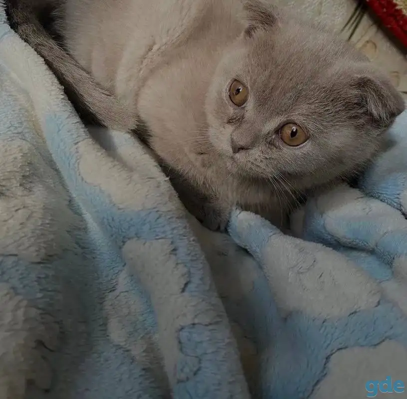 Британские котята, фотография 2