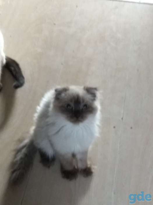 Котята, фотография 3