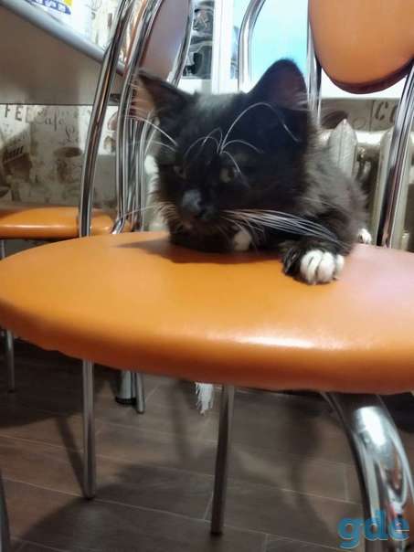 Котенок ищет дом, фотография 2