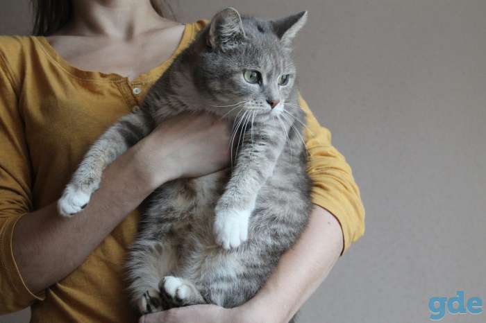 Отдам кошку, фотография 3