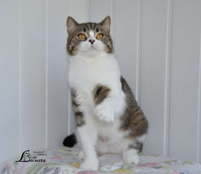 Шотландские кошечки и котики для вас., фотография 2