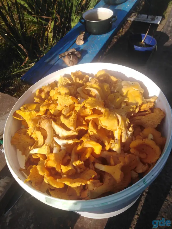 Продам зерно. Лисички. Грибы, фотография 1
