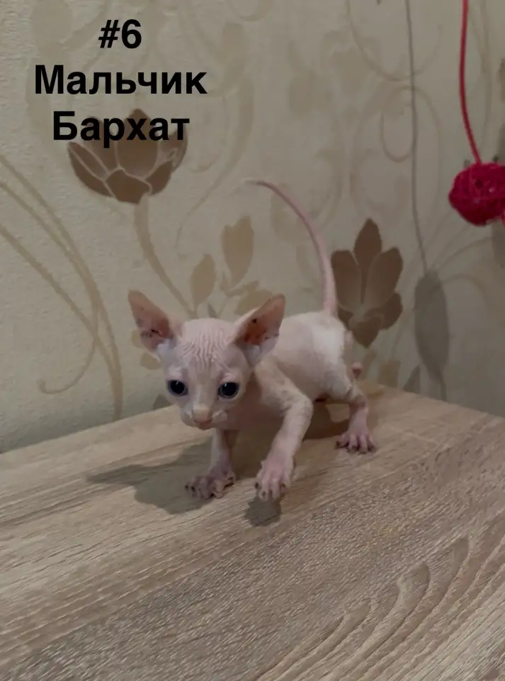 Котята канадского сфинкса браш, резинка, бархат, фотография 6