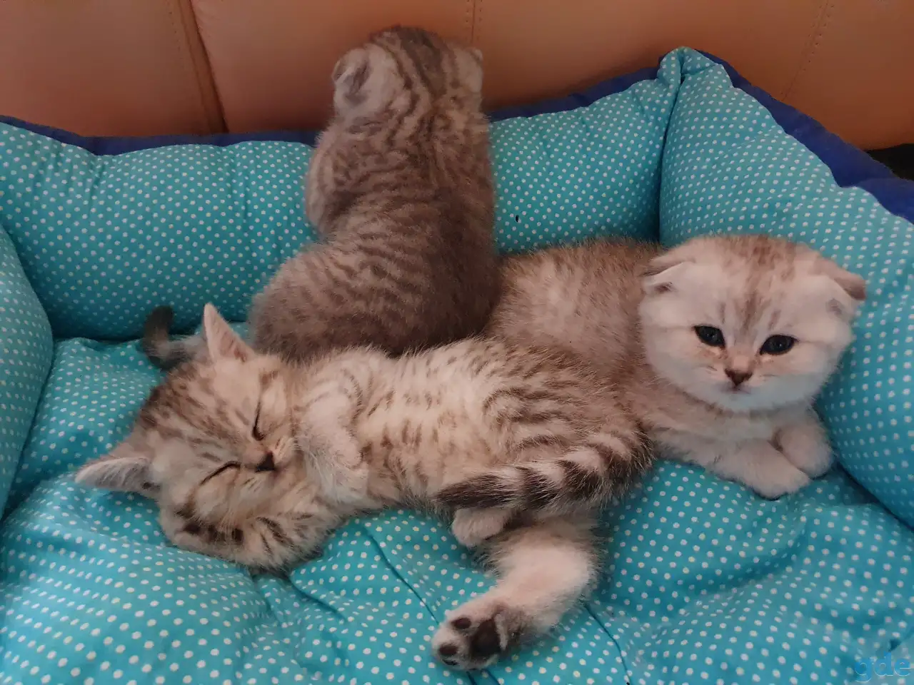 Котята, фотография 10