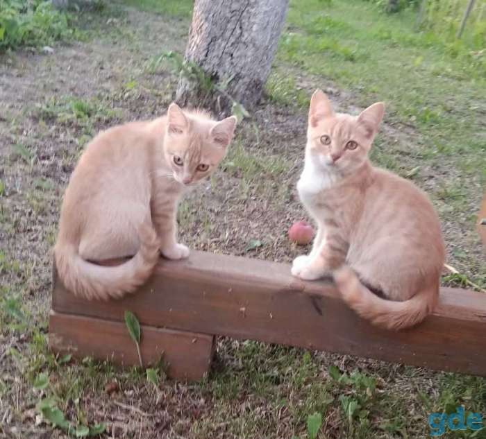 Котята в дар! Минск!, фотография 4