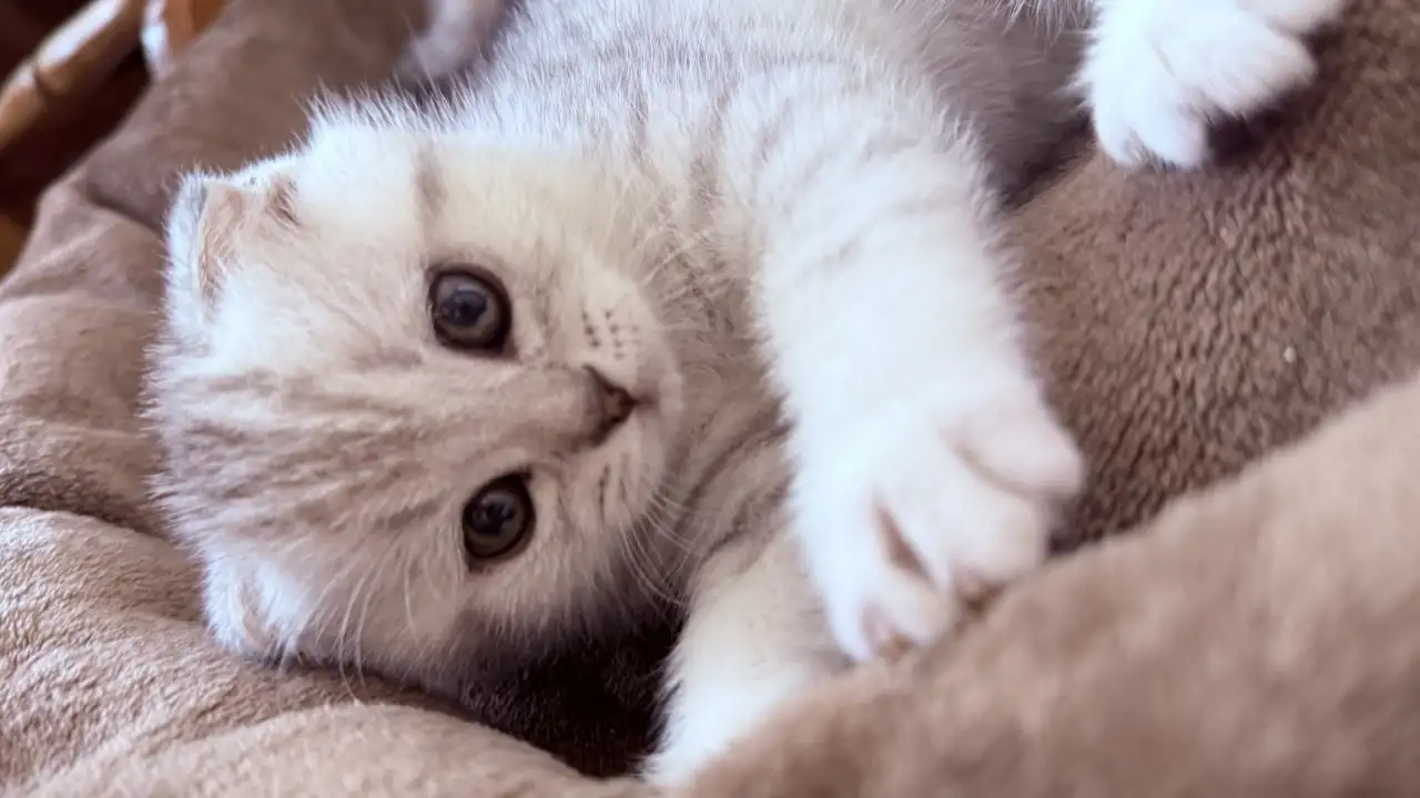 Шотландский вислоухий котенок, фотография 4