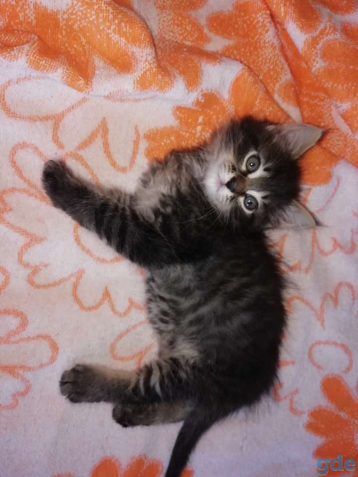 Котята, фотография 6