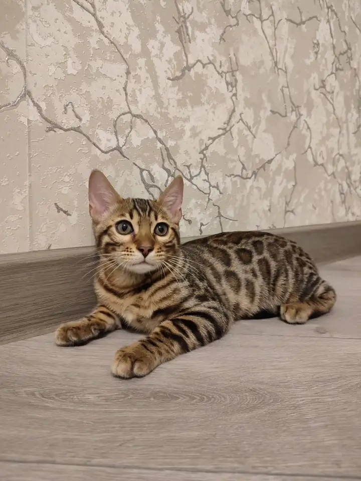 Бенгальский котенок мальчик, фотография 3