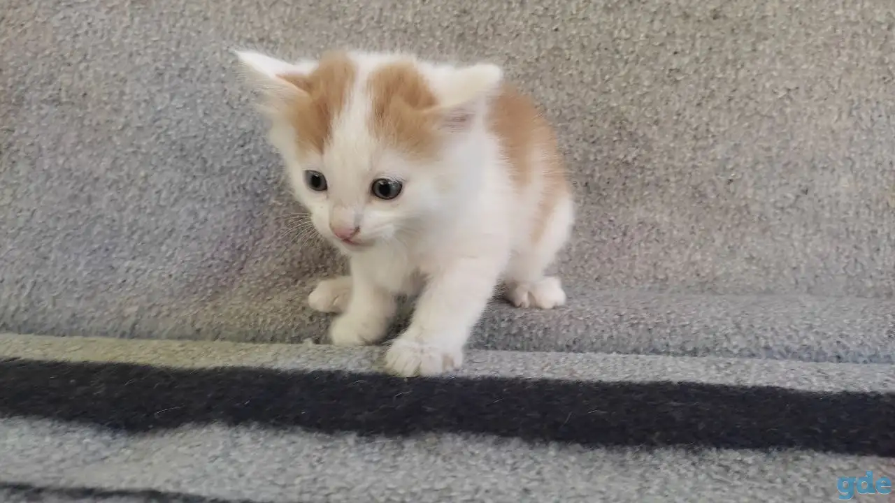 Котята, фотография 6