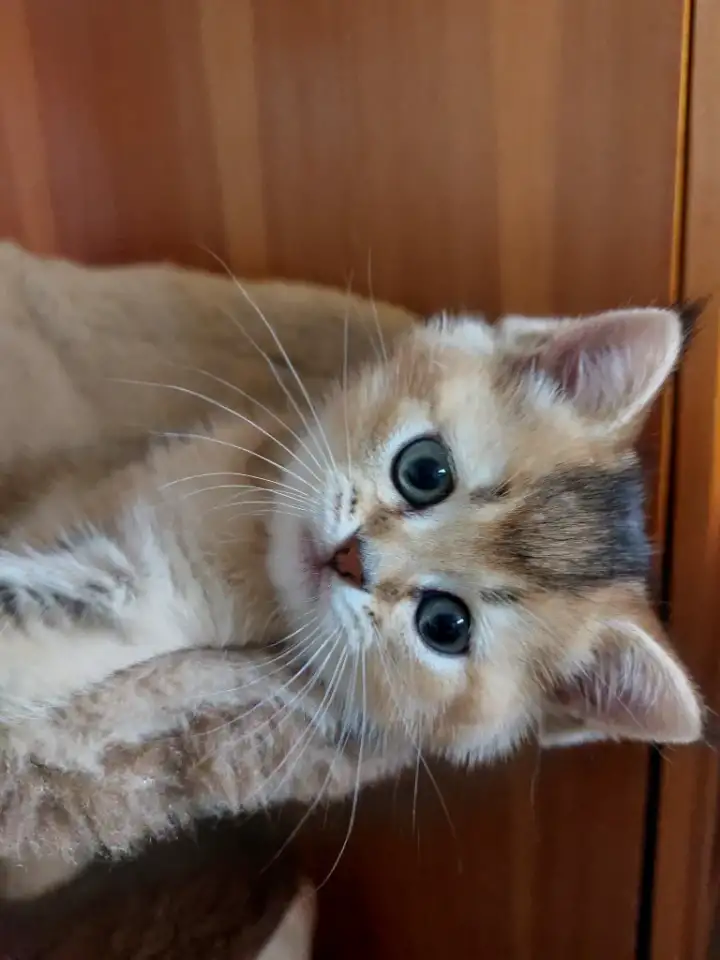 Шотландский котенок золотая шиншилла, фотография 1