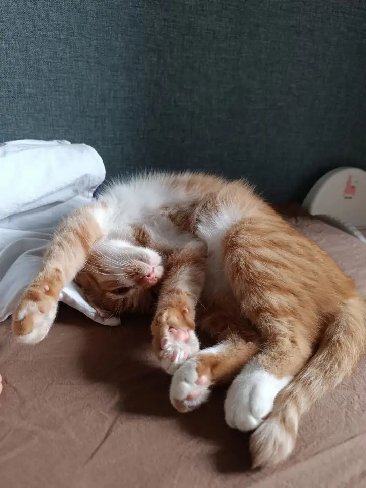 Кот Рыжик 4 года, домашний, фотография 4