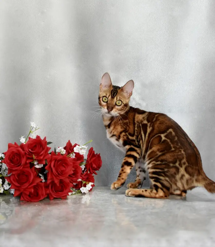 Шикарная бенгальская кошечка, фотография 5