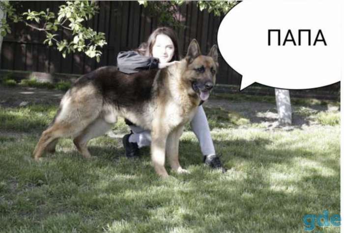 Предлагаю к брони щенков немецкой овчарки, фотография 5