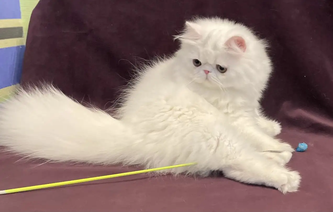 Белый персидский котёнок, фотография 3