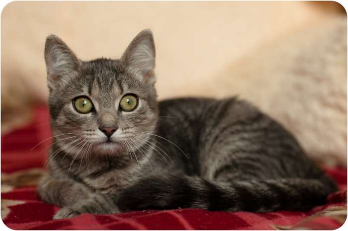 Котёнок в дар, фотография 5