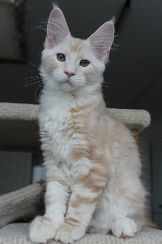 Мейн-кун котенок!, фотография 3