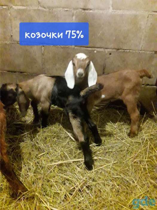 Продам продаются козочки англо, фотография 3