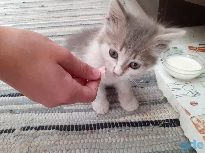 Отдам котенка в хорошие оуки, фотография 1