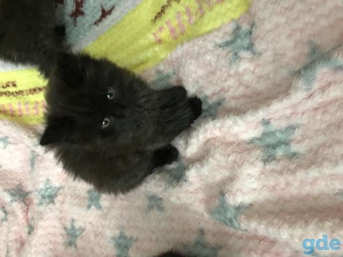 отдам котят в дар, фотография 2
