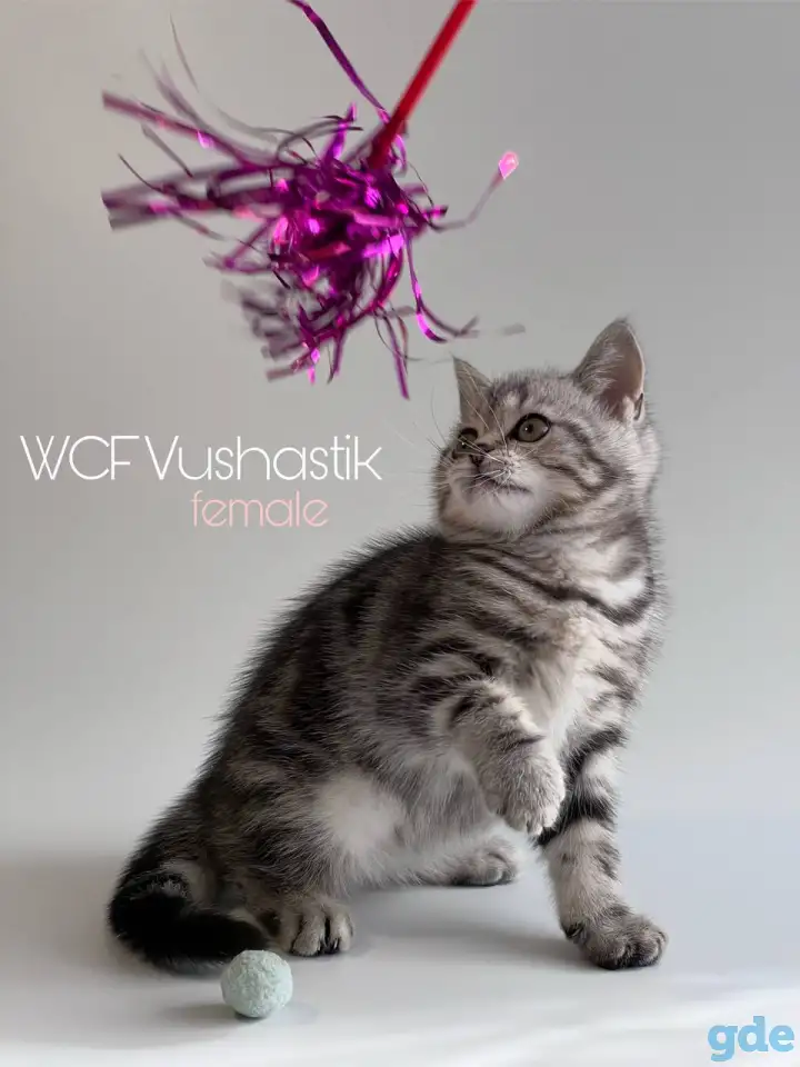Шотландская девочка, котенок, скоттиш, мрамор, фотография 1