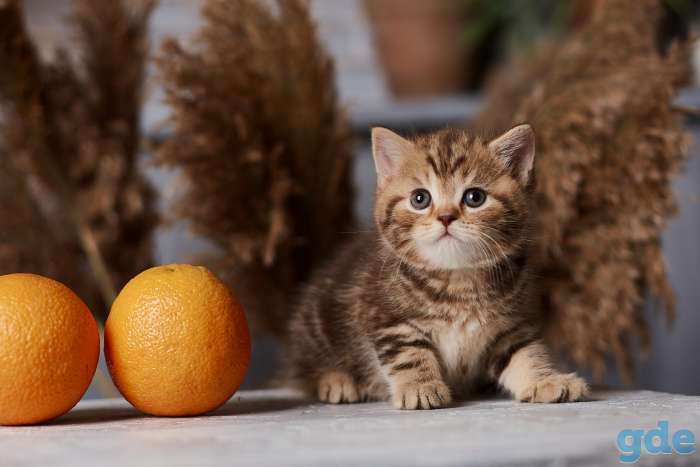 Британские котята из питомника, фотография 4
