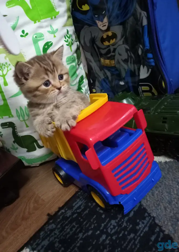 Шотландские котята, фотография 1