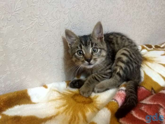 Котенок 2.5 мес., фотография 2