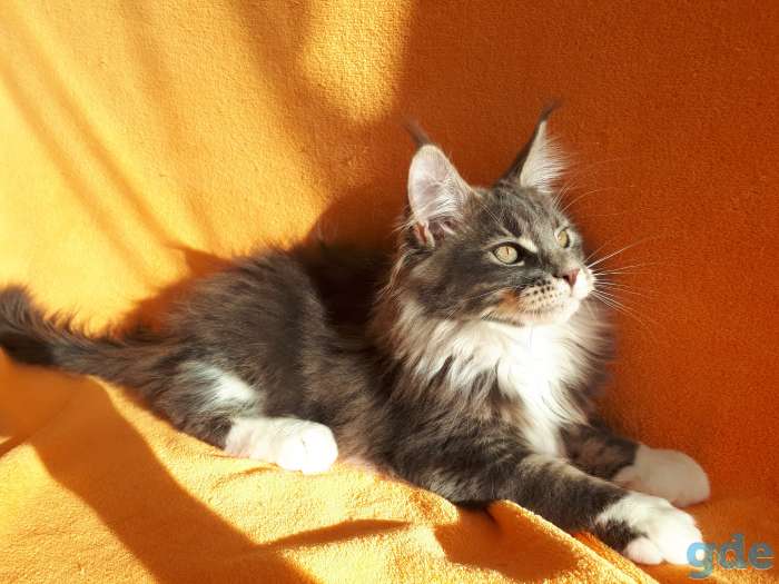 Еще совсем котёнок  , 3,5 мес., фотография 12