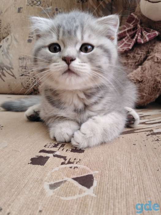 Шотландские плюшевые котята, фотография 2