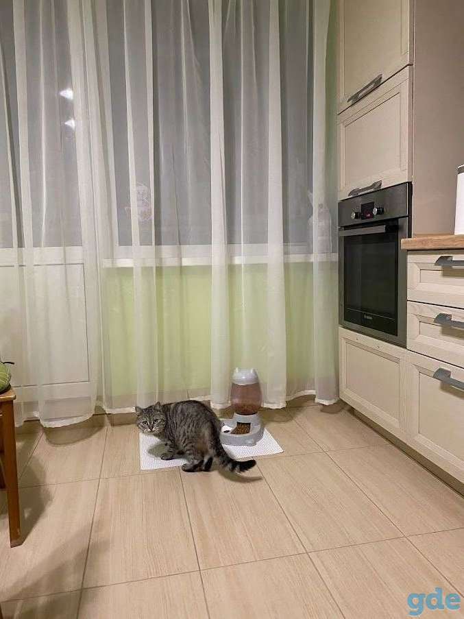 Умная кошка Ричи в добрые руки, фотография 1