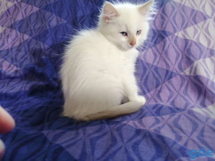 Котята в дар, фотография 2