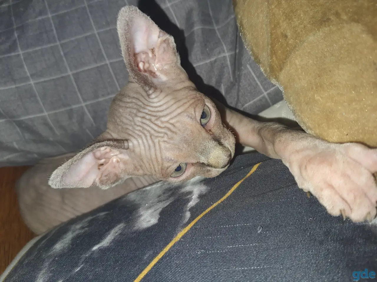 Продаются котята, фотография 3