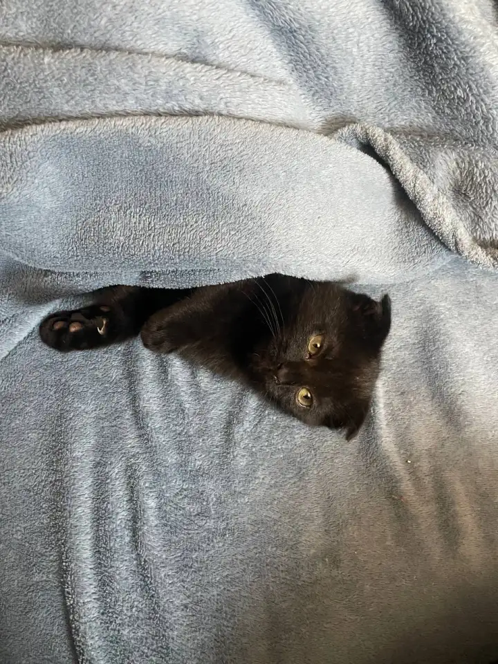 Шотландские котята, фотография 2
