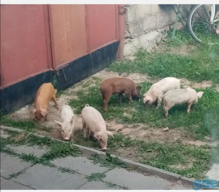 Продам поросят породы ландрасс, фотография 1