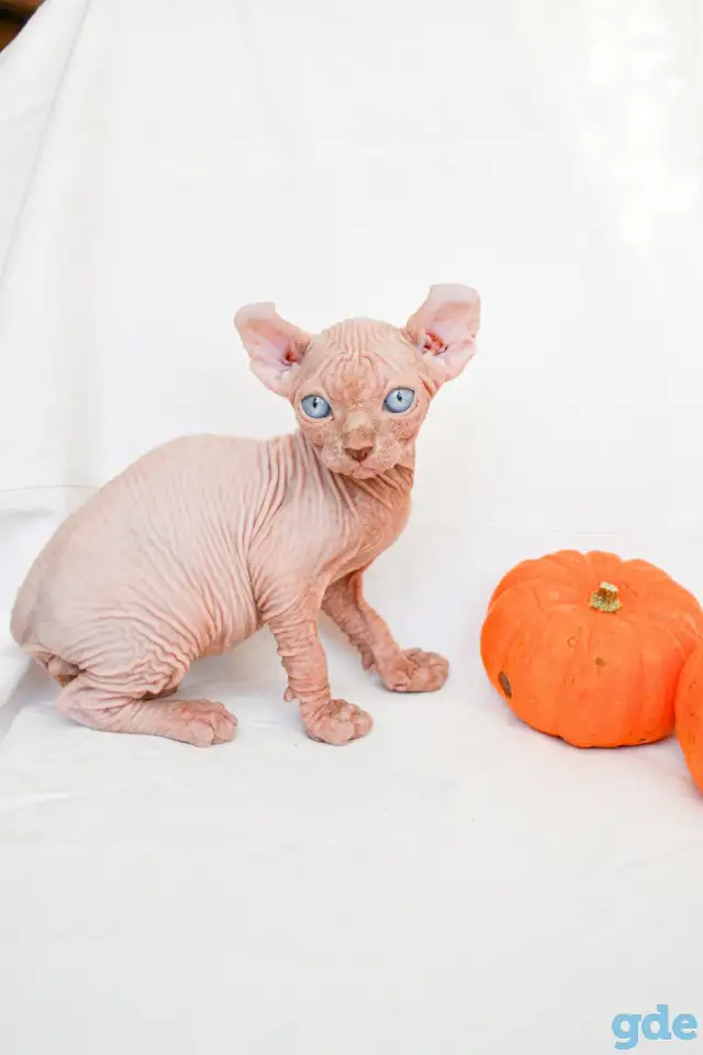 Котята эльф и сфинкс, фотография 2